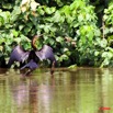 051 LAMBARENE Lac Azingo Oiseau Anhinga Rufa Sechant au Soleil 8E5IMG_27746wtmk.jpg