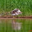 058 LAMBARENE Lac Azingo Pelican Pelecanus rufescens 8E5IMG_27575awtmk.jpg