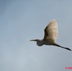 009 LAMBARENE Lac Onangue Oiseau Bubulcus Ibis en Vol 8E5IMG_28124wtmk.jpg