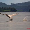 015 LAMBARENE Lac Onangue Pelican en Vol 8E5IMG_28163wtmk.jpg