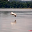 017 LAMBARENE Lac Onangue Pelican en Vol 8E5IMG_28198wtmk.jpg