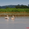 020 LAMBARENE Lac Onangue Pelicans 8E5IMG_28182wtmk.jpg