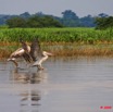 021 LAMBARENE Lac Onangue Pelicans en Vol 8E5IMG_28183wtmk.jpg