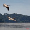 022 LAMBARENE Lac Onangue Pelicans en Vol 8E5IMG_28195wtmk.jpg