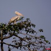 027 LAMBARENE Lac Zile Ile aux Oiseaux et Pelican Pelecanus rufescens 8E5IMG_27468awtmk.jpg