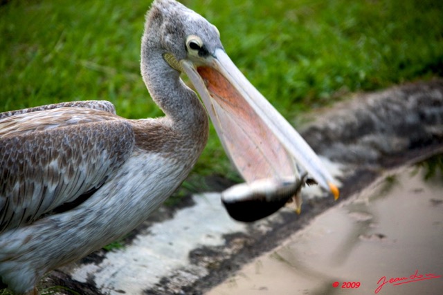 024 LAMBARENE Hotel Zoo et Pelican Avalant un Poisson 8E5IMG_28373wtmk.jpg