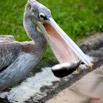 024 LAMBARENE Hotel Zoo et Pelican Avalant un Poisson 8E5IMG_28373wtmk.jpg