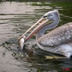 025 LAMBARENE Hotel Zoo et Pelican Avalant un Poisson 8E5IMG_28378wtmk.jpg