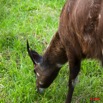 028 LAMBARENE Hotel Zoo et Sitatunga 8E5IMG_28340wtmk.jpg