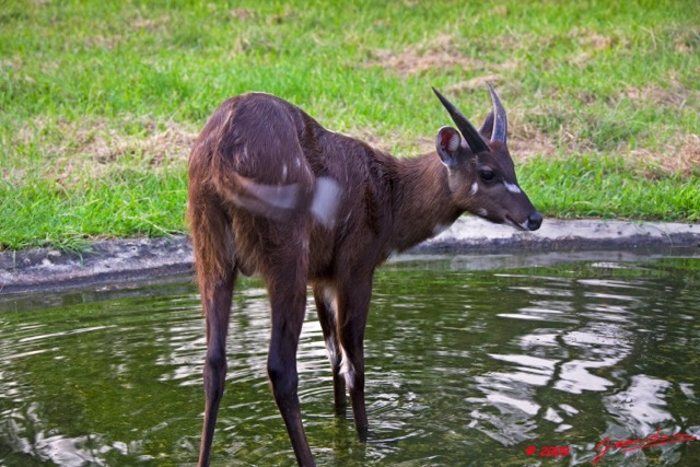 029 LAMBARENE Hotel Zoo et Sitatunga 8E5IMG_28344wtmk.jpg