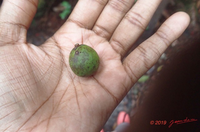 022 ARBORETUM Raponda-Walker 2 Arbre 059 Magnoliopsida Linales Humiriaceae Ozouga Saccoglotis gabonensis Fruit 19OlympusTG4IMG_190413104130013_DxOwtmk 150k.jpg