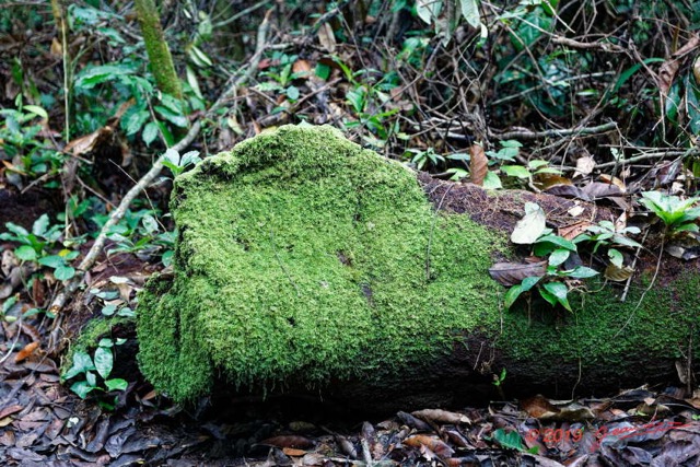 023 ARBORETUM Raponda-Walker 2 Tronc Mort et Mousse 19E5M3IMG_190413139648_DxOwtmk 150k.jpg