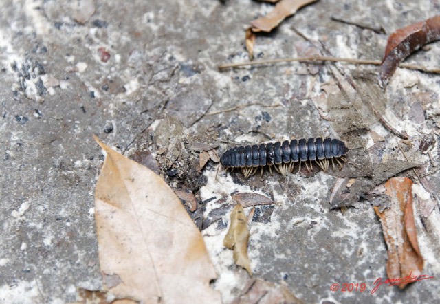 025 ARBORETUM Raponda-Walker 2 Arthropoda 001 Diplopoda 19E5M3IMG_190413139659_DxOwtmk 150k.jpg