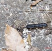 025 ARBORETUM Raponda-Walker 2 Arthropoda 001 Diplopoda 19E5M3IMG_190413139659_DxOwtmk 150k.jpg