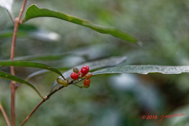 031 ARBORETUM Raponda-Walker 2 Plante 034 Magnoliopsida Gentianales Rubiaceae Psychotria sp Possible avec Fruits Rouges 19E5M3IMG_190413139699_DxOwtmk 150k.jpg