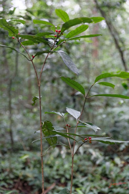 032 ARBORETUM Raponda-Walker 2 Plante 034 Magnoliopsida Gentianales Rubiaceae Psychotria sp Possible avec Fruits Rouges 19E5M3IMG_190413139700_DxOwtmk 150k.jpg