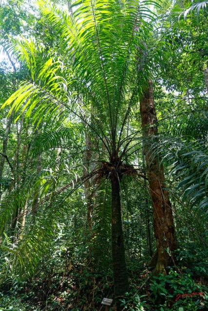 041 ARBORETUM Raponda-Walker 2 Arbre 064 Liliopsida Arecales Arecaceae Elaeis guineensis 19E5M3IMG_190413139727_DxOwtmk 150k.jpg