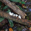 042 ARBORETUM Raponda-Walker 2 Fungi 005 Champignons 19E5M3IMG_190413139728_DxOwtmk 150k.jpg