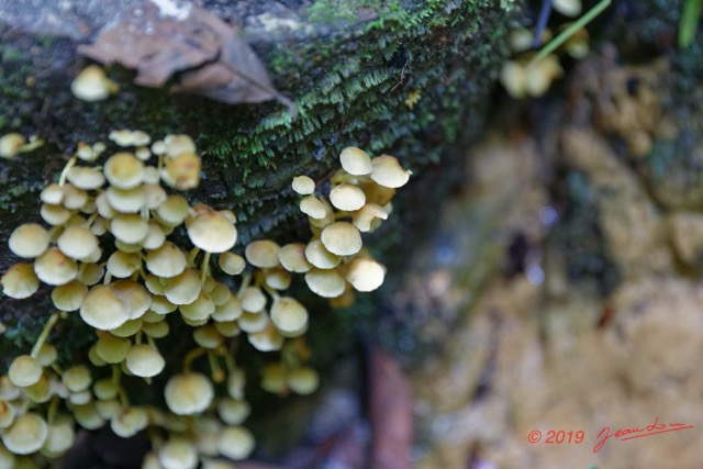 045 ARBORETUM Raponda-Walker 2 Fungi 006 Champignons 19E5M3IMG_190413139740_DxOwtmk 150k.jpg