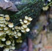 045 ARBORETUM Raponda-Walker 2 Fungi 006 Champignons 19E5M3IMG_190413139740_DxOwtmk 150k.jpg