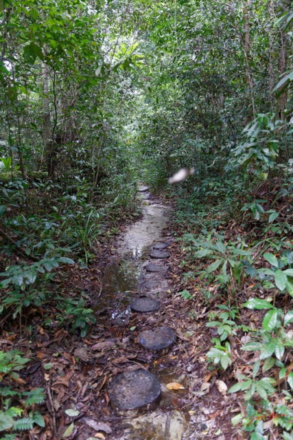066 ARBORETUM Raponda-Walker 2 Sentier sous la Pluie 19E5M3IMG_190413139795_DxOwtmk 150k.jpg
