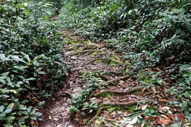 068 ARBORETUM Raponda-Walker 2 Sentier et Racines 19E5M3IMG_190413139803_DxOwtmk 150k.jpg
