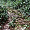 068 ARBORETUM Raponda-Walker 2 Sentier et Racines 19E5M3IMG_190413139803_DxOwtmk 150k.jpg