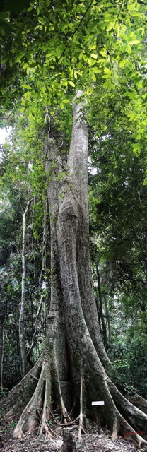 073 ARBORETUM Raponda-Walker 2 Alep Pano 01_DxOwtmk 150k.jpg