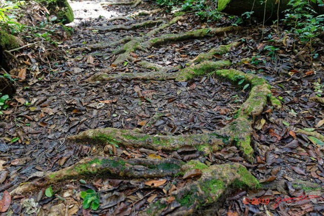 082 ARBORETUM Raponda-Walker 2 Arbres et Racines 19E5M3IMG_190413139850_DxOwtmk 150k.jpg