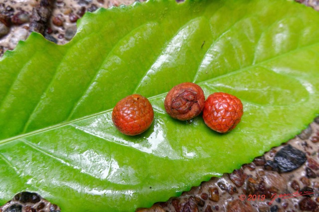 090 ARBORETUM Raponda-Walker 4 Arbre 072 Liliopsida Arecales Arecaceae Laccosperma sp Fruit 19RX106DSC_1910191000078_DxOwtmk 150k.jpg