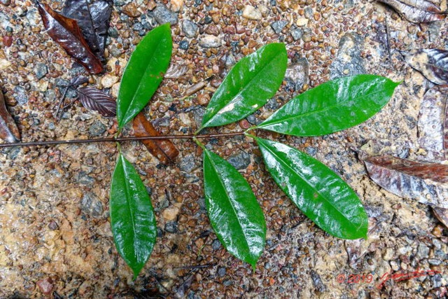095 ARBORETUM Raponda-Walker 4 Arbre 075 Magnoliopsida Malpighiales Clusiaceae Allanblackia sp Feuille 19RX106DSC_1910191000095_DxOwtmk 150k.jpg