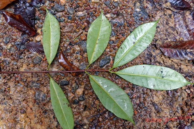 096 ARBORETUM Raponda-Walker 4 Arbre 075 Magnoliopsida Malpighiales Clusiaceae Allanblackia sp Feuille 19RX106DSC_1910191000097_DxOwtmk 150k.jpg