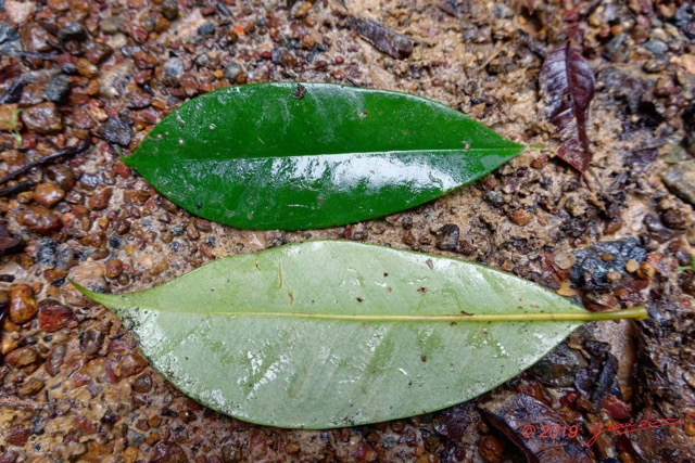 097 ARBORETUM Raponda-Walker 4 Arbre 075 Magnoliopsida Malpighiales Clusiaceae Allanblackia sp Feuille 19RX106DSC_1910191000099_DxOwtmk 150k.jpg