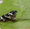 025 ARBORETUM Raponda-Walker 5 Chordata 001 Amphibia Anura Bufonidae Nectophryne sp Jeune Possible 19E5K3IMG_191102154695_DxOwtmk 150k.jpg