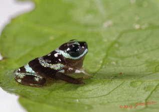 ARBORETUM Raponda-Walker 5 Chordata 001 Amphibia Anura Bufonidae Nectophryne sp Jeune Possible 19E5K3IMG_191102154695_DxOwtmk 250k