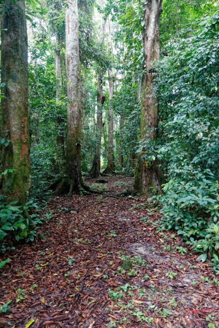 004 ARBORETUM de SIBANG 2 Sentier en Foret 19E5M3IMG_191026153132_DxOwtmk 150k.jpg