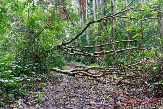 006 ARBORETUM de SIBANG 2 Sentier et Arbre Mort 19E5M3IMG_191026153136_DxOwtmk 150k.jpg