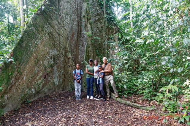 012 ARBORETUM de SIBANG 2 Arbre 082 Fromager Ceiba pentandra Contreforts et JLA en Famille 19E5M3IMG_191026153145_DxOwtmk 150k.jpg