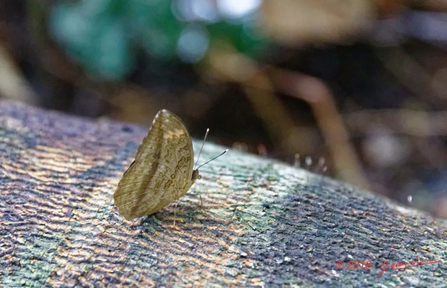 017 ARBORETUM de SIBANG 2 Insecta 022 Lepidoptera Nymphalidae Nymphalinae Cymothoe sp 19E5M3IMG_191026153155_Nik_DxOwtmk 150k.jpg