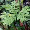 018 ARBORETUM de SIBANG 2 Plante 036 Liliopsida Alismatales Araceae Amorphophallus sp 19E5M3IMG_191026153157_DxOwtmk 150k.jpg