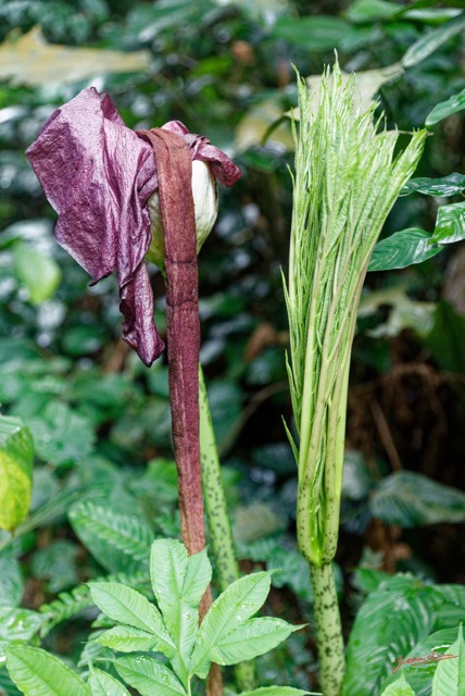021 ARBORETUM de SIBANG 2 Plante 036 Liliopsida Alismatales Araceae Amorphophallus sp 19E5M3IMG_191026153163_DxOwtmk 150k.jpg