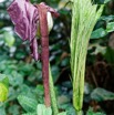 021 ARBORETUM de SIBANG 2 Plante 036 Liliopsida Alismatales Araceae Amorphophallus sp 19E5M3IMG_191026153163_DxOwtmk 150k.jpg