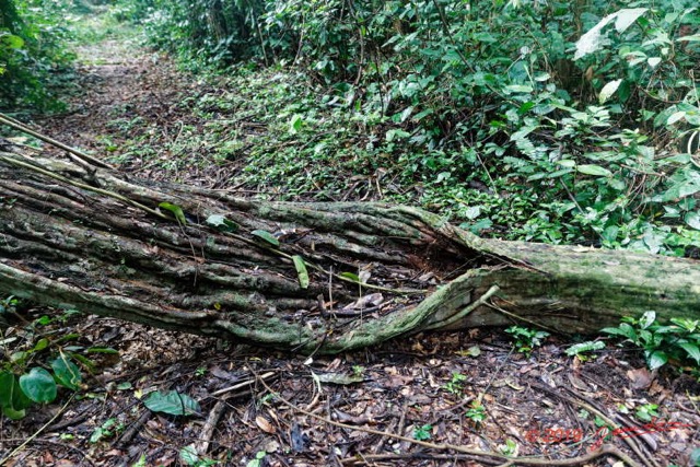 025 ARBORETUM de SIBANG 2 la Foret Liane Geante Entada gigas 19E5M3IMG_191026153174_DxOwtmk 150k.jpg