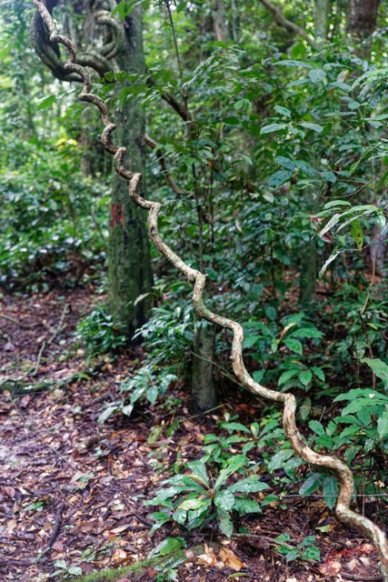 029 ARBORETUM de SIBANG 2 la Foret Lianes Torsadees 19E5M3IMG_191026153181_DxOwtmk 150k.jpg