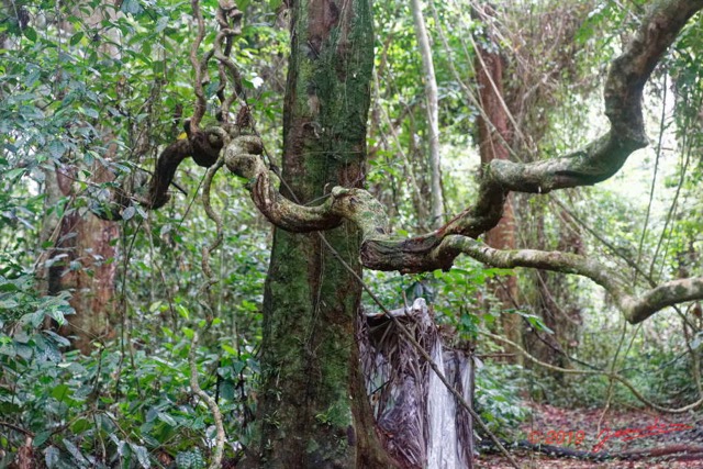032 ARBORETUM de SIBANG 2 la Foret Lianes Torsadees 19E5M3IMG_191026153190_DxOwtmk 150k.jpg