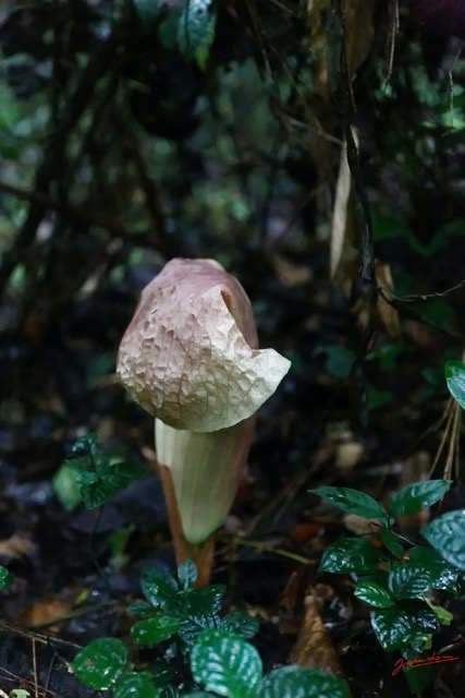 033 ARBORETUM de SIBANG 2 Plante 037 Liliopsida Alismatales Araceae Amorphophallus sp 19E5M3IMG_191026153193_Nik_DxOwtmk 150k.jpg