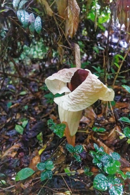 034 ARBORETUM de SIBANG 2 Plante 037 Liliopsida Alismatales Araceae Amorphophallus sp 19E5M3IMG_191026153194_Nik_DxOwtmk 150k.jpg