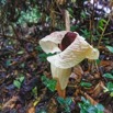 034 ARBORETUM de SIBANG 2 Plante 037 Liliopsida Alismatales Araceae Amorphophallus sp 19E5M3IMG_191026153194_Nik_DxOwtmk 150k.jpg