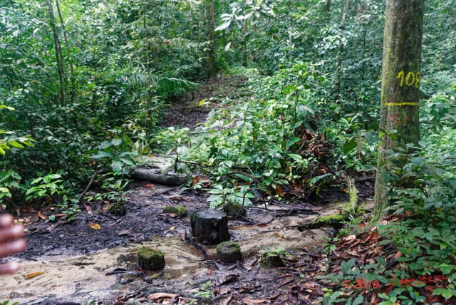 035 ARBORETUM de SIBANG 2 Sentier et Ruisseau 19E5M3IMG_191026153195_DxOwtmk 150k.jpg