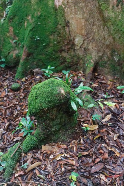 046 ARBORETUM de SIBANG 2 Okoume avec Racines et Rejeton 19E5M3IMG_191026153220_DxOwtmk 150k.jpg